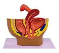 Modello di Anatomia Riproduttiva del Bacino, Modello di Anatomia Pelvica Femminile/Maschile con Organi Rimovibili, Incluso L'utero, Simulazione Realistica per Dimostrazioni E Lezioni,Female