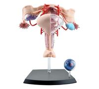 Modello di Anatomia riproduttiva Femminile Umana 4D dell'utero Femminile, Modello di Sistema genito-urinario Femminile Staccabile in 19 Parti per l'insegnamento della visualizzazione dello s