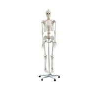 Modello di anatomia scheletrica umana a grandezza naturale da 180 cm con cranio, braccia e gambe staccabili - 206 ossa