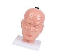 Modello di anatomia sezionale della testa e del collo Modello di struttura cervicale e cervicale staccabile per l'istruzione in natomia della testa