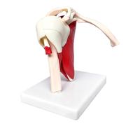 Modello di anatomia , strumento di educazione anatomica - Modello di anatomia muscolare della spalla, per addestramento, scena, insegnante, figlia, donne, ragazzi, ragazze, giovani, adolescenti