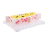 Modello Di Anatomia Strumento Didattico Educativo Esperimento Scientifico