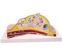 Modello di anatomia toracica - Modelli di anatomia degli organi umani - Modello femminile del seno - Anatomia Medica Patologia Modello di anatomia toracica in sezione trasversale (A)