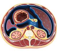 Modello di anatomia trasversale addominale umana - Torso didattico for l'insegnamento e l'apprendimento medico