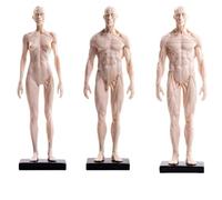 Modello di anatomia umana 30 cm, muscoli bianchi e figura di scheletro for studio artistico 3 pezzi