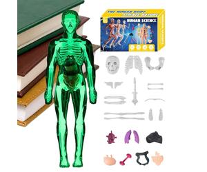 Modello di anatomia umana 3D - Modello anatomico del torso umano da 30 cm, kit di montaggio anatomico educativo per educatori di scienza, bambini, studenti, casa, scuola, E