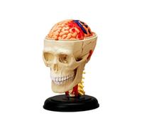 Modello di Anatomia Umana 4D Assemblato - Cuore, Cranio, Occhio e Organi Dettagliati per Educazione Medica e Apprendimento Interattivo,26053