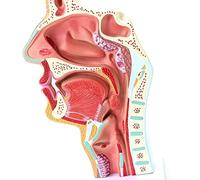 Modello di anatomia umana a grandezza naturale - Modello di cavità di patologia nasofaringea per educazione e formazione medica