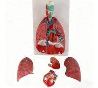 Modello di Anatomia Umana del Cuore Della Gola dei Polmoni e del Sistema Respiratorio Bronchiale, Modello di Anatomia del Corpo Umano Staccabile in 7 Parti Con Numero Etichettato per Anatomia