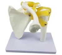 Modello Di Anatomia Umana Dell'articolazione Della Spalla Con Strumenti Per