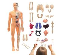 Modello Di Anatomia Umana - Kit Struttura 3D Educativo 28,5 X 10 Cm | Modello Di Corpo Realistico E Durevole In ABS, Design Di Montaggio Dettagliata - Modello Di Classe Scientifica - Perfetto