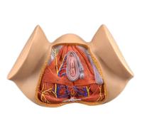 Modello di anatomia umana, modello anatomico del perineo femminile, modello di anatomia ginecologica, modello di organi riproduttivi femminili, for visualizzazione didattica medica.