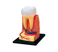 Modello di anatomia umana Modello di organo umano Modello di denti rimovibili Modello di anatomia del dente Modello dimostrativo dentale Strumento di apprendimento per il dentista didattico Realistico