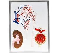 Modello di anatomia umana Modello glomerulo e anatomia dei tubuli per dimostrazione biomedica e insegnamento di strumenti scientifici