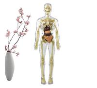 Modello di anatomia umana, modello torso in PVC trasparente con testa in | Materiale PVC resistente, design trasparente di tutto il corpo, modello anatomico del torso, include teschio e cervello in