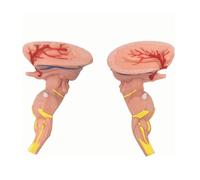 Modello di anatomia umana per display didattico medico, con ingrandimento 3x per un apprendimento e una visualizzazione migliorati