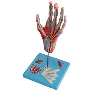 Modello di anatomia umana - scheletro a mano staccabile in più pezzi con elementi neurovascolari