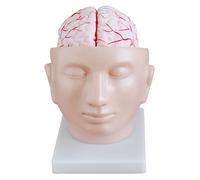 Modello di anatomia umana - Strutture intracraniche con parti rimovibili | Modello di Anatomia Umana con Strutture Rimovibili per Formazione Medica e Educazione, Ideale per Studenti e Professionisti