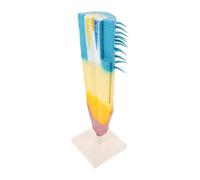 Modello di Anatomia Vegetale del Mais, Radice Didattica | Risorsa Educativa Realistica in Plastico, per Lezioni di Biologia e Laboratorio, Facile da Portare