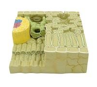Modello di Anatomia vegetale Modello di Struttura fogliare - Modelli di Struttura fogliare di biologia Botanica - Modello anatomico di Tessuto organello fogliare in Materiale PVC - Dimostra