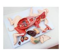 Modello di anatomia viscerale di embrione di maiale, modello di anatomia di maiale, diviso in 10 parti, modello di anatomia didattica for animali, utilizzato for l'istruzione e la formazione medica