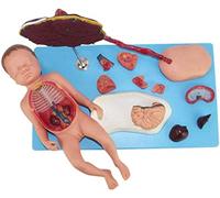 Modello di Anatomia Viscerale Placenta del Mucchio del Neonato sul Modello Medico