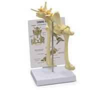 Modello di anca canina con femore for insegnare l'articolazione malata del cane Modello di articolazione dell'anca canina Anatomia del corpo animale Replica del bacino del cane for strumento