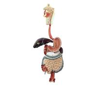 Modello di apparato digerente umano a grandezza naturale, anatomia addominale 3D con sezioni gastriche e del colon, mostra le ghiandole salivari Apprendimento Dissezione