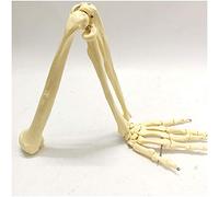 Modello di articolazione del Braccio Umano - Modello osseo dell'arto Superiore - Modello anatomico Modello di Scheletro anatomico dell'articolazione della Mano - Modello di Scheletro osseo