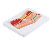 Modello di articolazione del ginocchio anatomico professionale con legamenti muscolari per la comunicazione del paziente e modello educativo per l'educazione clinica