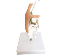 Modello di Articolazione del Ginocchio Canino Anatomia del Corpo Animale Replica del Soffocamento del Cane per Lo Strumento Educativo Dell'ufficio Veterinario