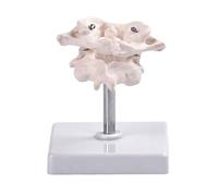 Modello di articolazione della colonna vertebrale ossea occipitale ad alta precisione per studio anatomico in medicina scuole e cliniche Rotazione a 360 gradi Modello di anatomia ossea occipitale