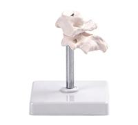 Modello di articolazione della colonna vertebrale ossea occipitale ad alta precisione per studio anatomico in medicina scuole e cliniche Modello educativo di vertebre di rotazione a 360 gradi