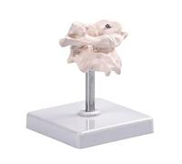 Modello di articolazione della colonna vertebrale ossea occipitale ad alta precisione per studio anatomico in medicina scuole e cliniche Rotazione a 360 gradi Modello della colonna vertebrale