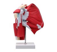 Modello di articolazione della spalla a grandezza naturale - Scheletro anatomico con muscoli profondi per la formazione medica e lo studio dell'anatomia