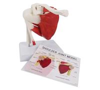 Modello di articolazione della spalla con muscoli, modello di spalla in PVC con legamenti, anatomia della spalla a grandezza naturale for strumento educativo for ufficio medico