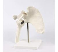 Modello di articolazione della spalla, modello educativo, modello anatomico dell'articolazione della spalla, anatomia della scapola umana for lo studio in aula di scienze, modello medico didattico