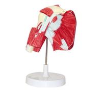 Modello di articolazione della spalla umana con anatomia muscolare, modello di articolazione della spalla, modello muscolare