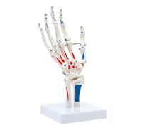 Modello di articolazione della spalla umana, modello accurato dello scheletro della spalla a grandezza naturale, flessibile, anatomicamente, for lo studio dell'anatomia umana