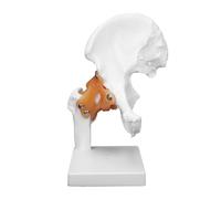 Modello di articolazione dell'anca umana, modello anatomico dell'osso legamentoso con nervi spinali for lo studio dell'anatomia umana Stampi didattici