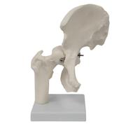 Modello Di Articolazione Dell'anca Umana, Robusto, Pratico, Bianco, Per