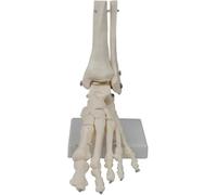 Modello di articolazione ossea del piede modello di articolazione del piede modello di anatomia umana modello di anatomia del piede a grandezza naturale modello di scheletro umano