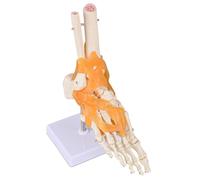 Modello di articolazione umana a grandezza naturale 1:1, osso del piede, osso della mano, modello anatomico dello scheletro, didattico for l'educazione dei pazienti, formazione medica(17 * 10 * 28cm)