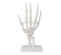 Modello di articolazione umana a grandezza naturale 1:1, osso del piede, osso della mano, modello anatomico dello scheletro, didattico for l'educazione dei pazienti, formazione medica(12 * 8 * 25cm)