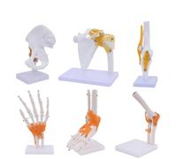 Modello di articolazione Umana da 6 Pezzi con legamenti, Flessibile a grandezza Naturale scientifica 1:1 con Base Display ruotabile a 360°, Include Spalla/Gomito/Ginocchio