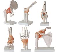 Modello di articolazione umana - Modello anatomico scheletro a grandezza naturale con fasce per articolazioni del piede, dell'anca, del ginocchio, della spalla e del gomito - 6 pezzi
