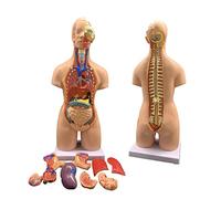 Modello di assemblaggio anatomico 4D del torso umano con organi anatomici, modello di anatomia umana con corpo rimovibile, modello di torso medico, organi umani per l'istruzione scolastica, organi int