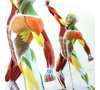 Modello di Assemblaggio di Organi Umani, Perfetto per Lo Studio Dell'anatomia, Ottimo Regalo per Infermiere, Dentista, Studente di Medicina, Scuola di Insegnamento