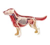 Modello di assemblaggio di organo scheletro Golden Retriever da 30 parti | Modello staccabile di anatomia del cane canino, con base for l'insegnamento degli studenti di veterinaria