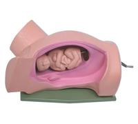 Modello di ausilio for macchina for il parto a grandezza naturale, simulazione del parto pelvico, for l'insegnamento e la formazione, modello dimostrativo di funzionamento e insegnamento